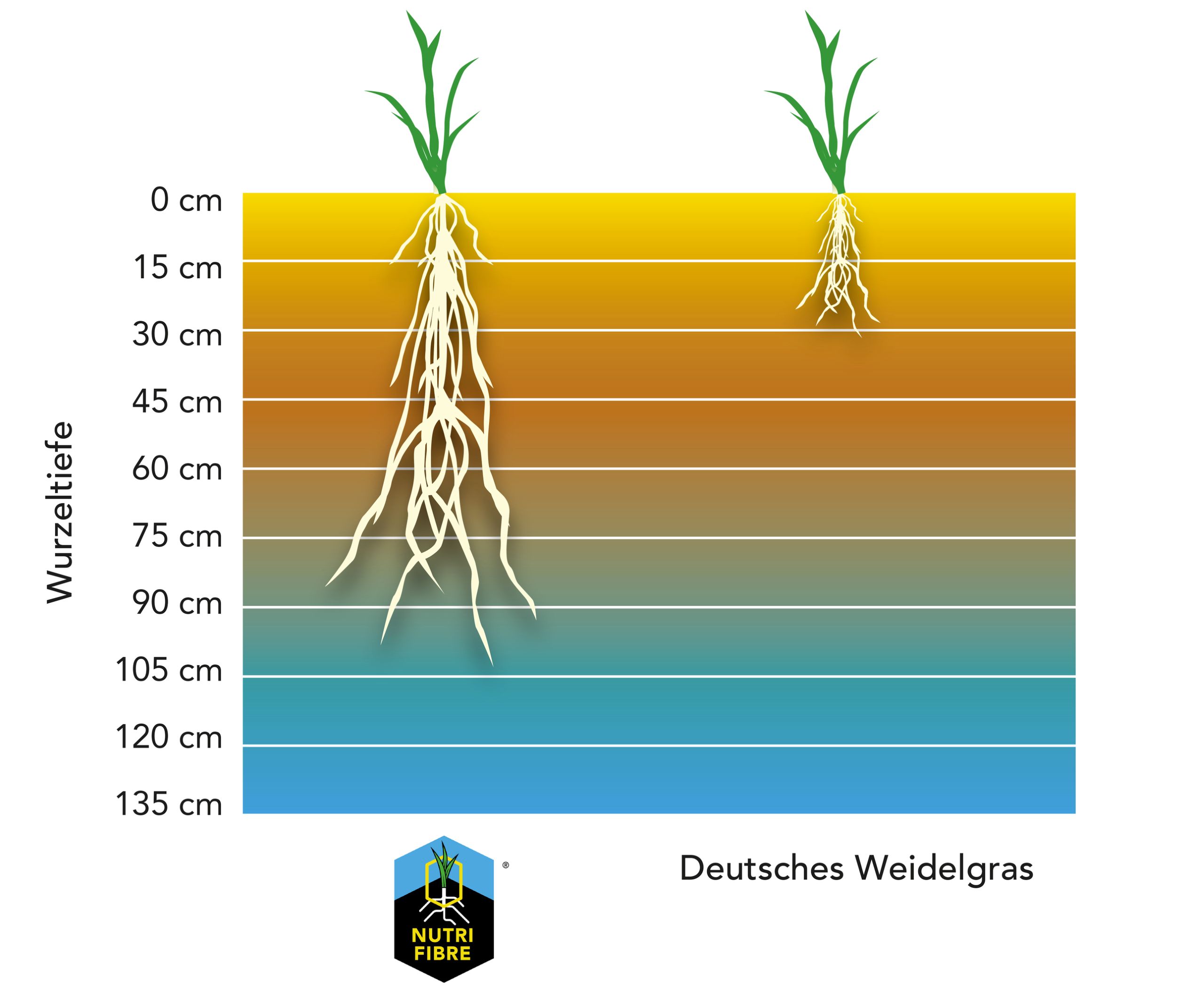 Unterschiede in der Wurzeltiefe bei NutriFibre und Deutschem Weidelgras.jpg
